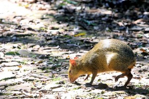 Cutia, um dos mamíferos que compõem a fauna protegida pelo Parque Nacional do Iguaçu. (Foto: H2Foz/ N.Rolim)